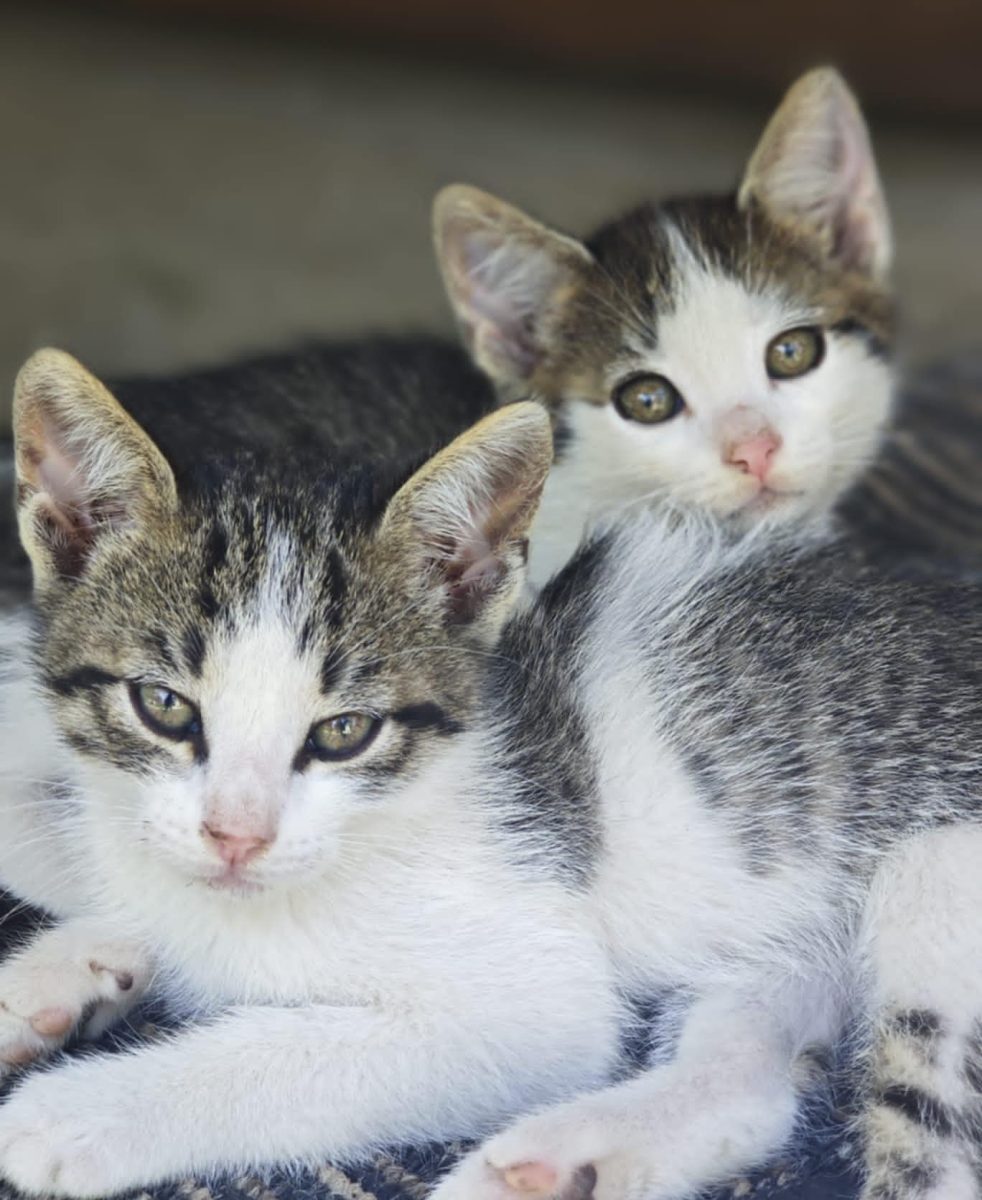 Alertă de iubire: 5 ghemotoace caută familii adoptive