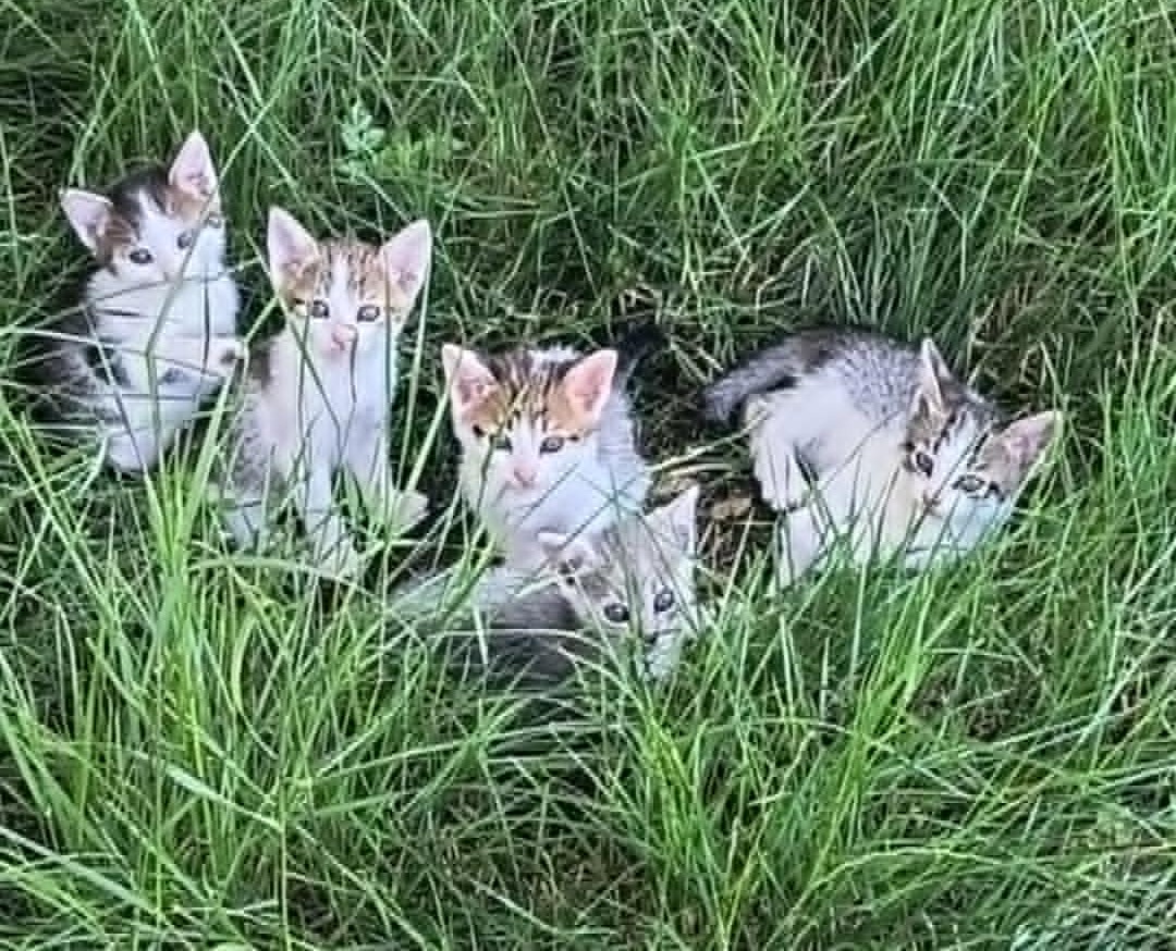 Alertă de iubire: 5 ghemotoace caută familii adoptive