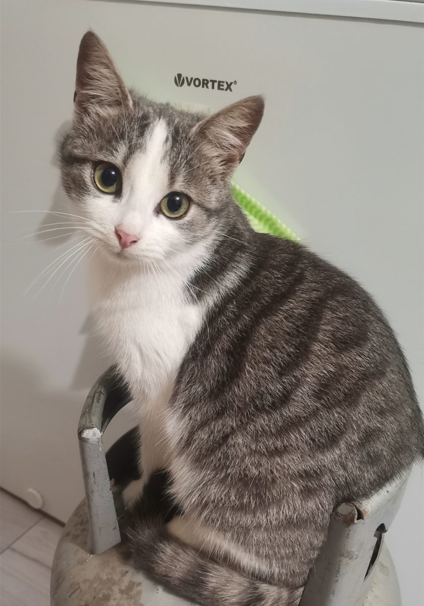 Spre adopție 3 pisici adulte