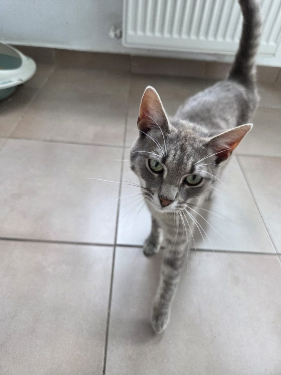 Vă prezentăm pe Tommy, un motănel adorabil și plin de viață, care își caută o familie iubitoare