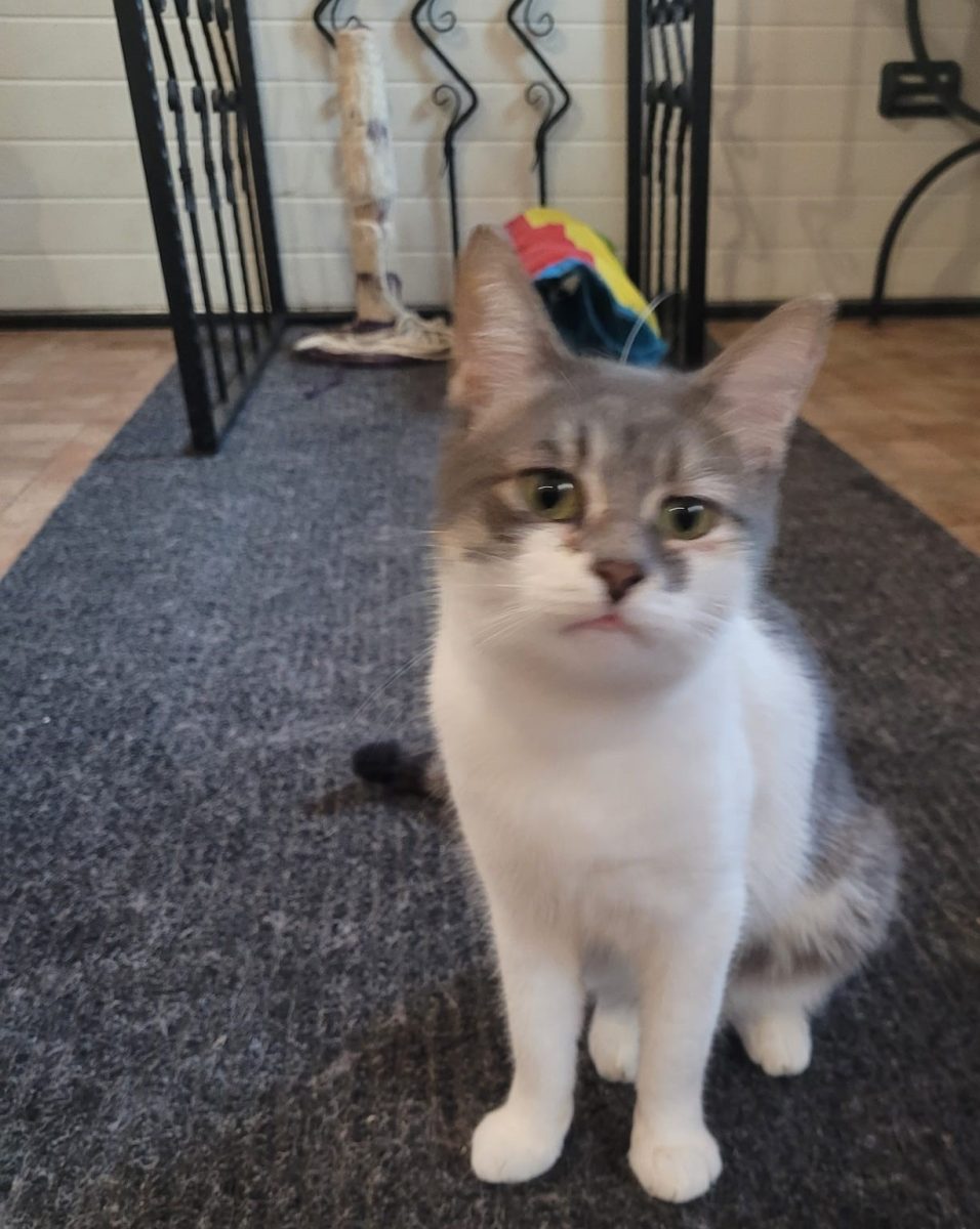 Adoptie motanel superb de 10  luni – VACCINAT DEPARAZITAT