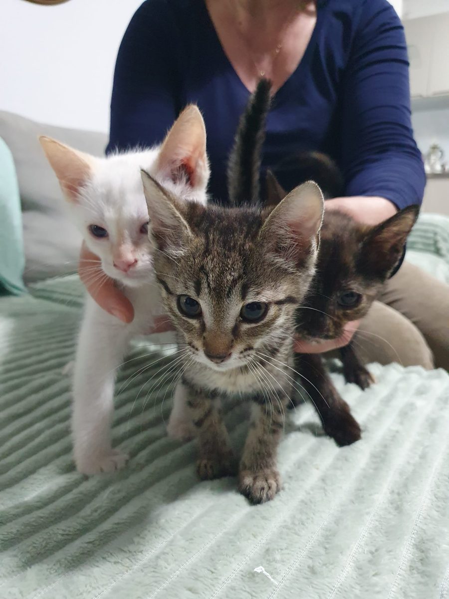 Nu cumpăra, adoptă! 3 ghemotoace de iubire își caută familia 🐾