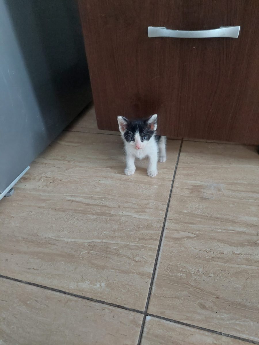 Sosetica isi cauta casa