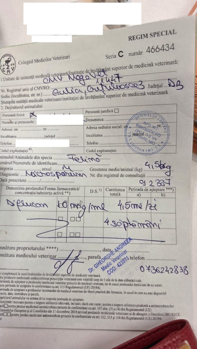 Preluare pisica cu dermatofitoză
