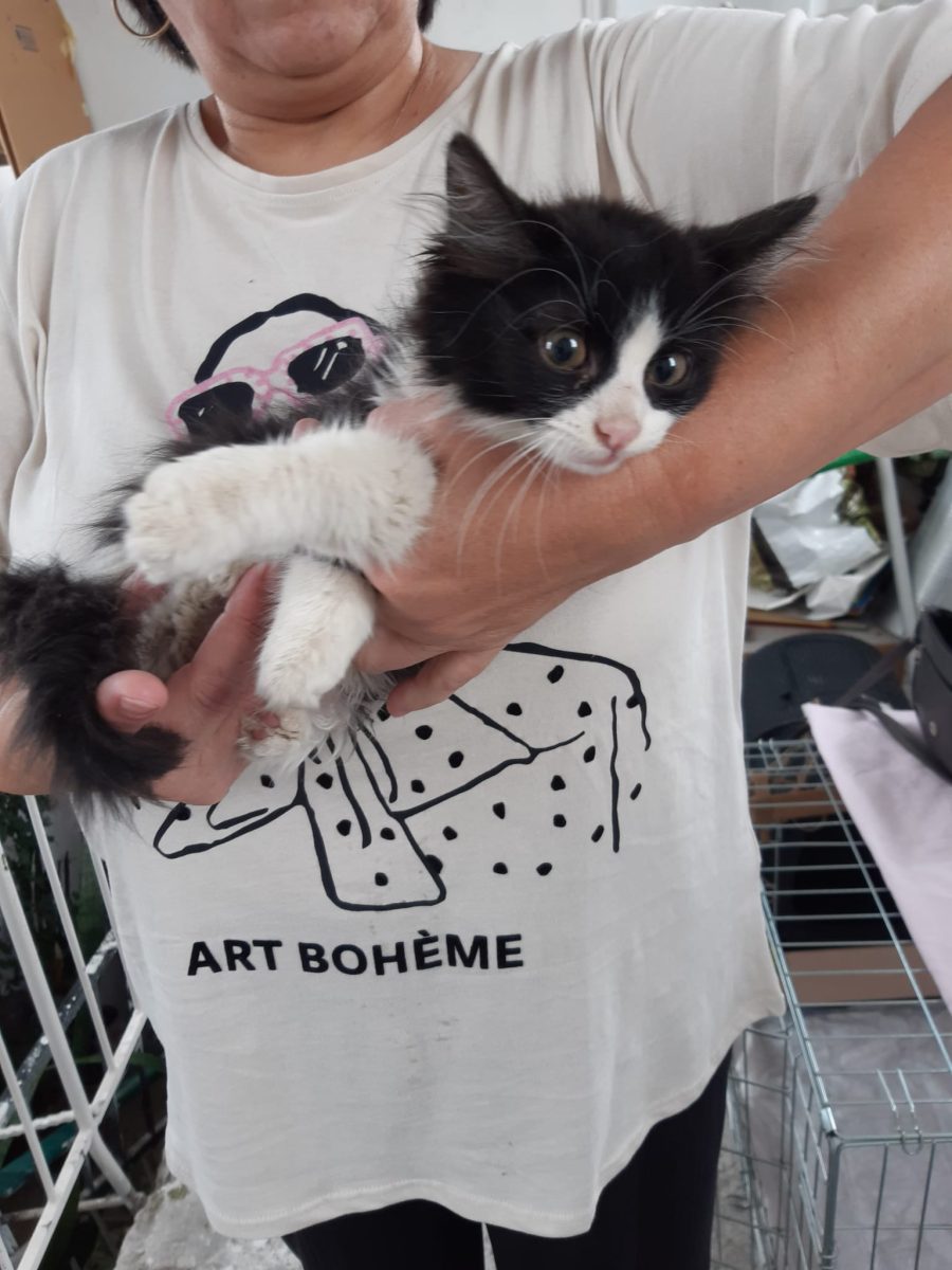 Adoptie urgenta