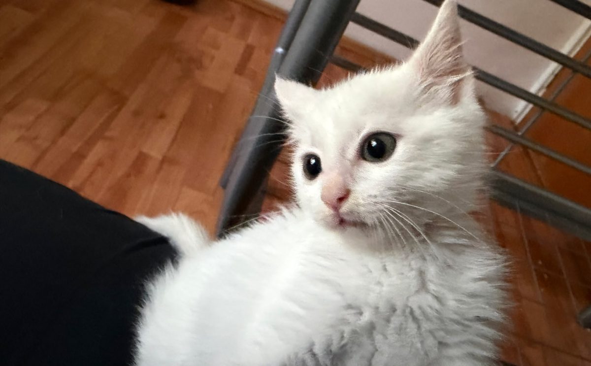 Nor, te asteapta cuminte sa devina noul membru al familiei tale