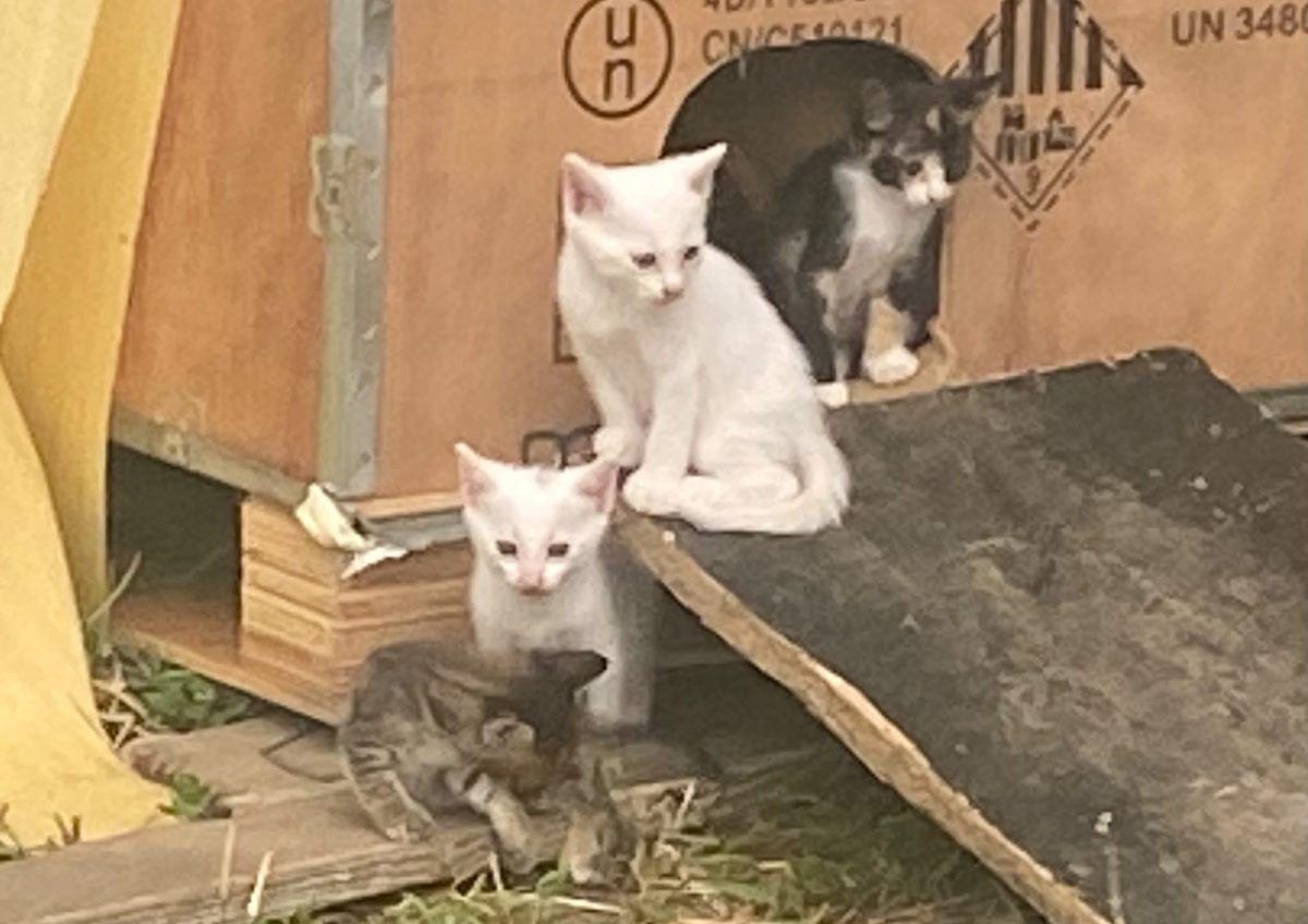 4 pui si mama cauta familii
