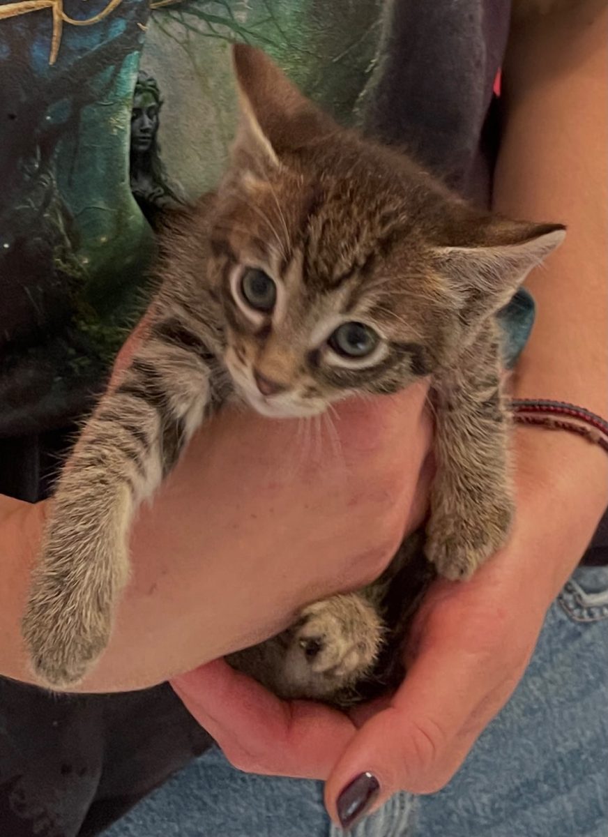 🐾 Zoe își caută familia pentru totdeauna! ❤️