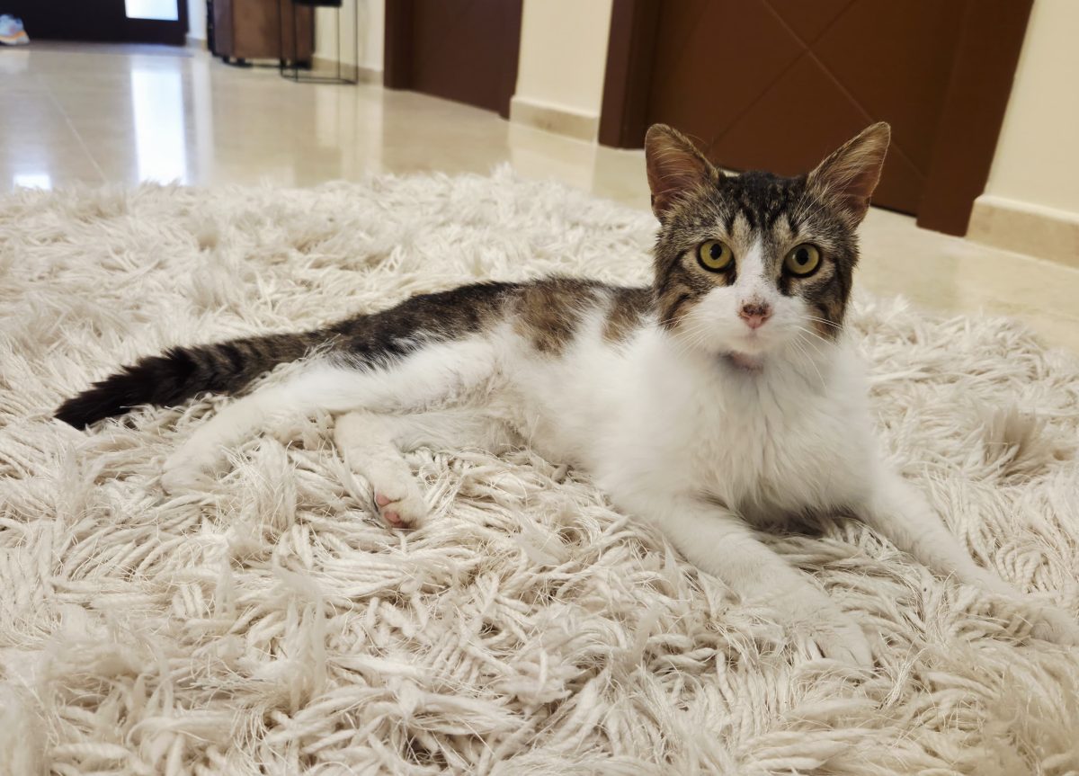 Motănel spre adopție responsabilă!