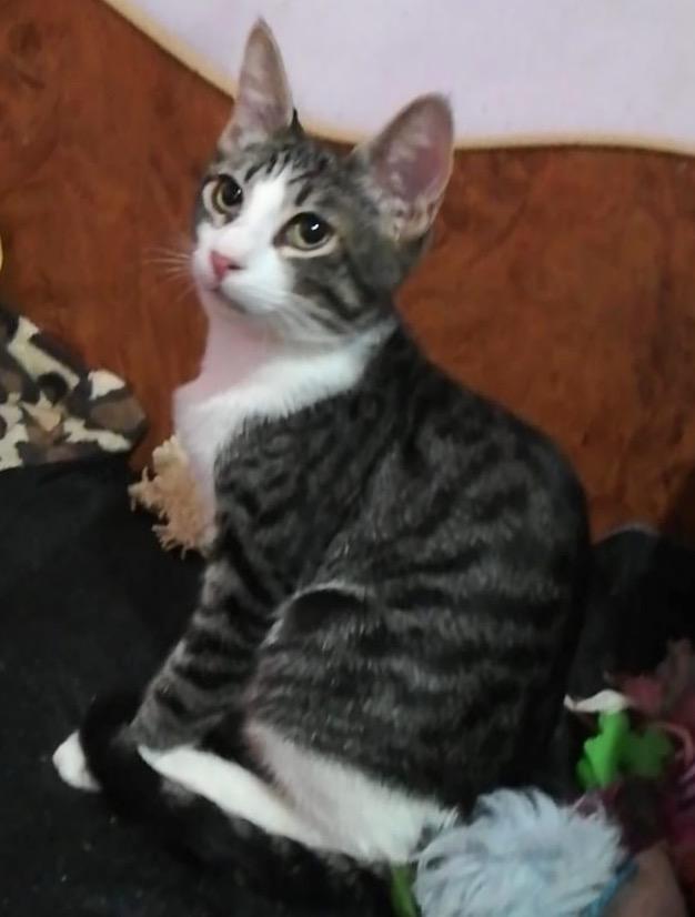 Metisi British Shorthair pui