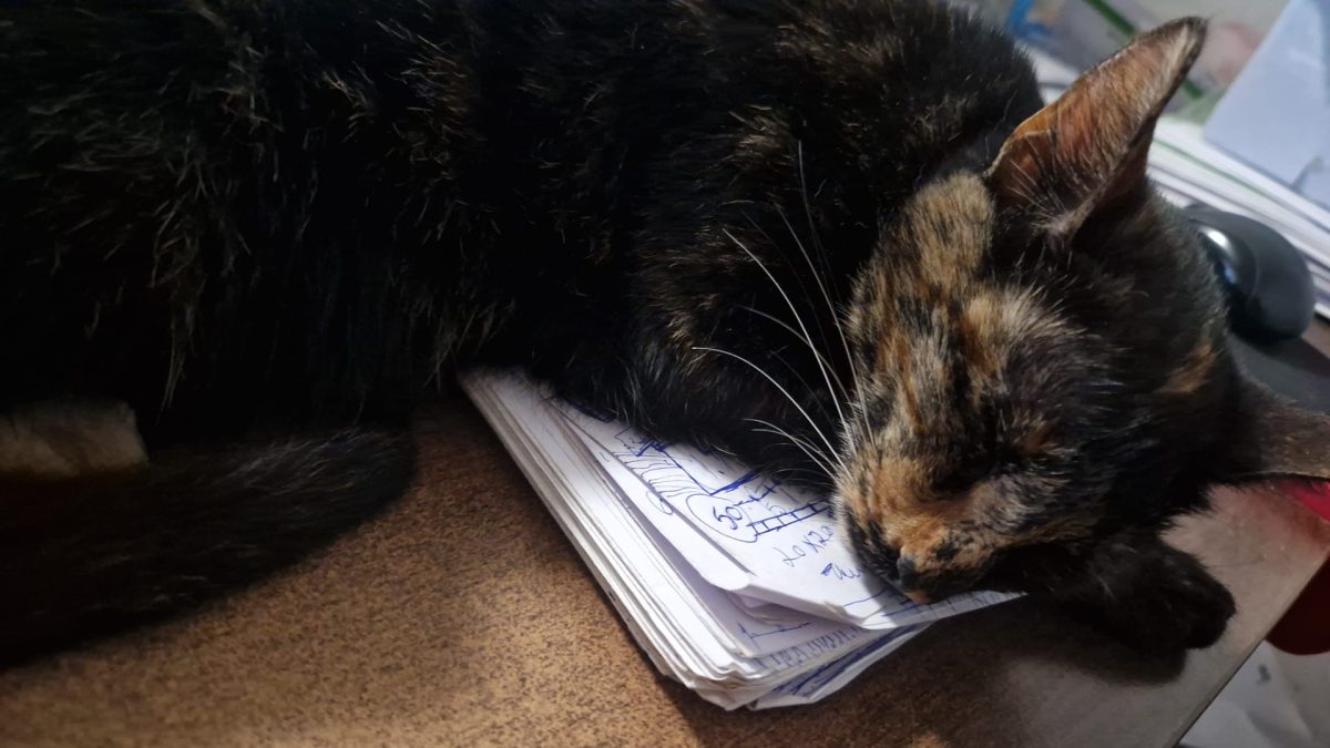 Urgent pisicuta spre adoptie