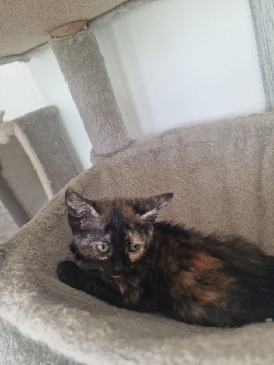 Frumoasa asta mică este dornică să plece la familia ei!🥰🥰🥰