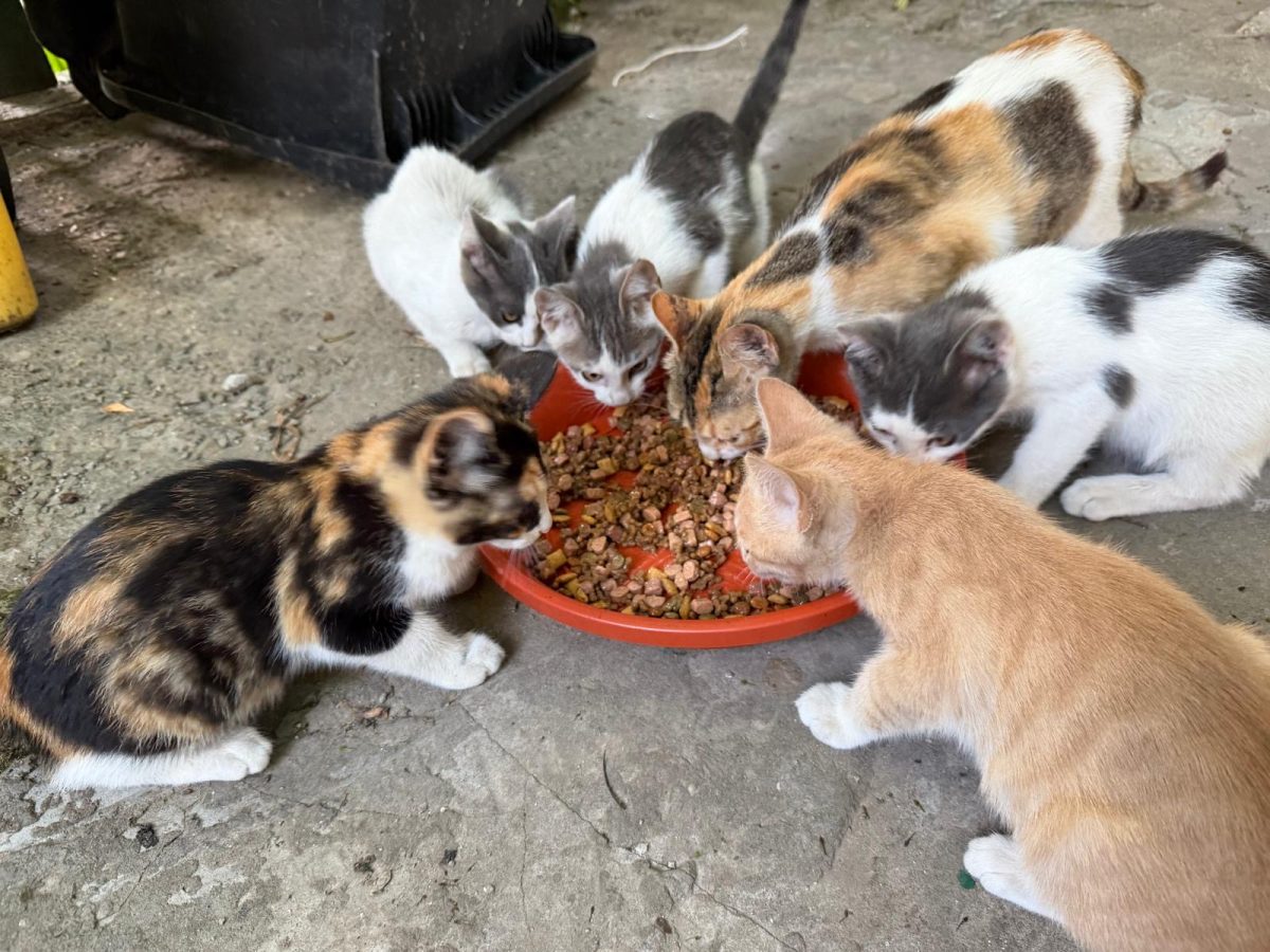 Adoptii pisicuti