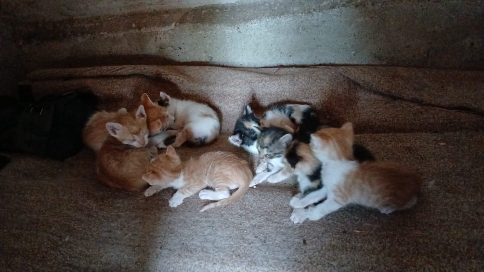 Pisicuțe adorabile își caută o familie iubitoare! 🐱