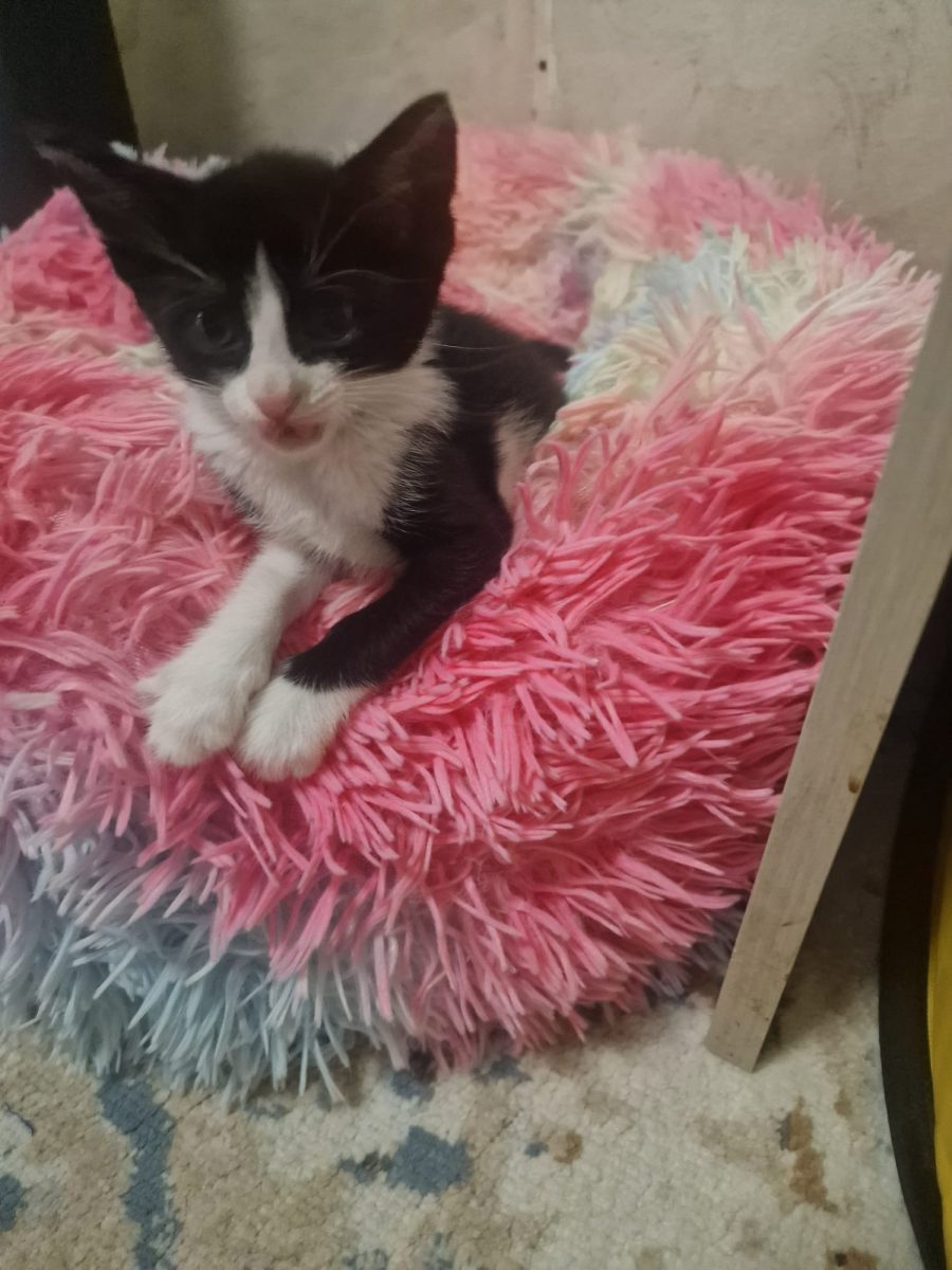 Cum sa nu te îndrăgostești de ea?😻😻😻