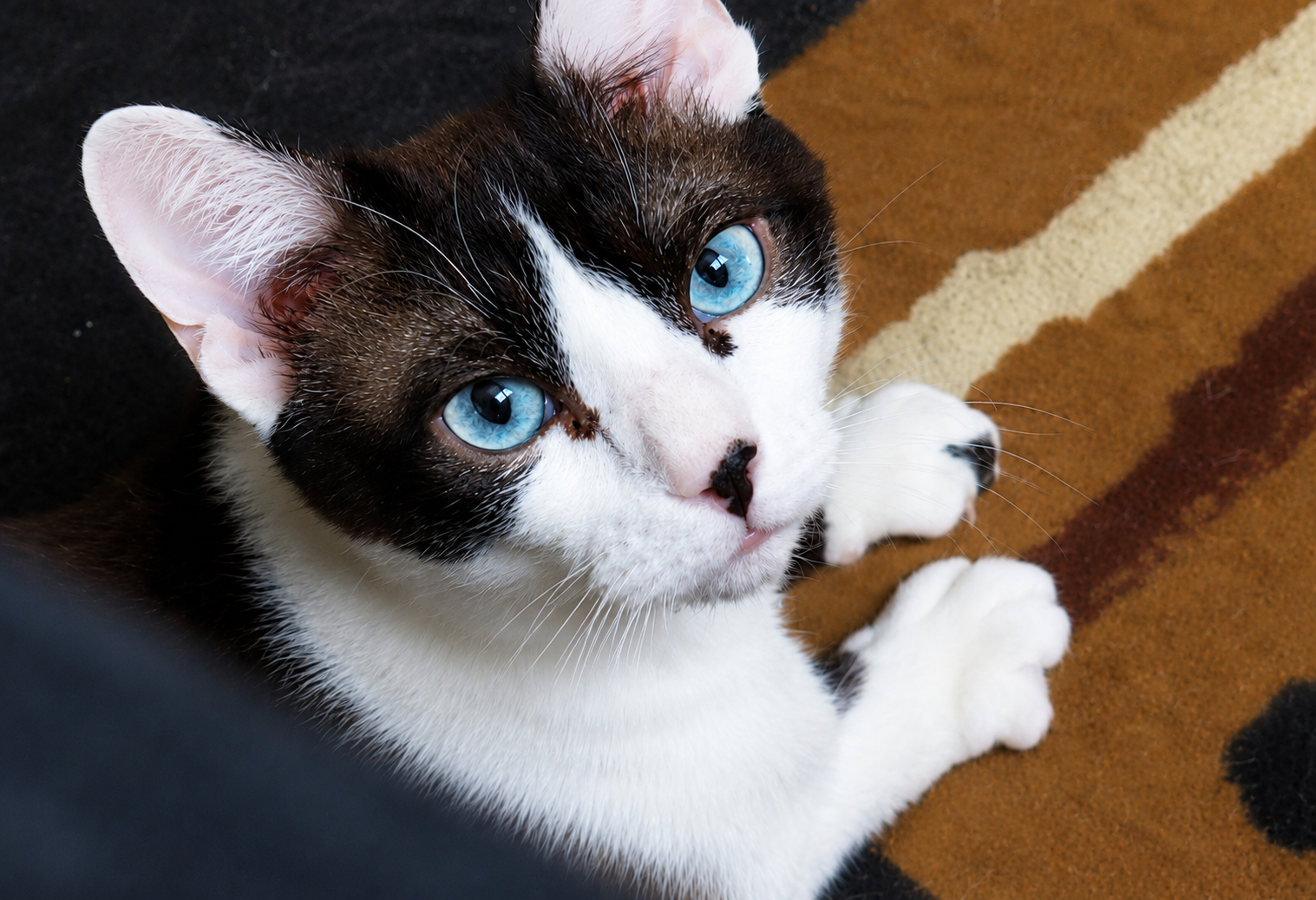 Adopție motan metis Snowshoe