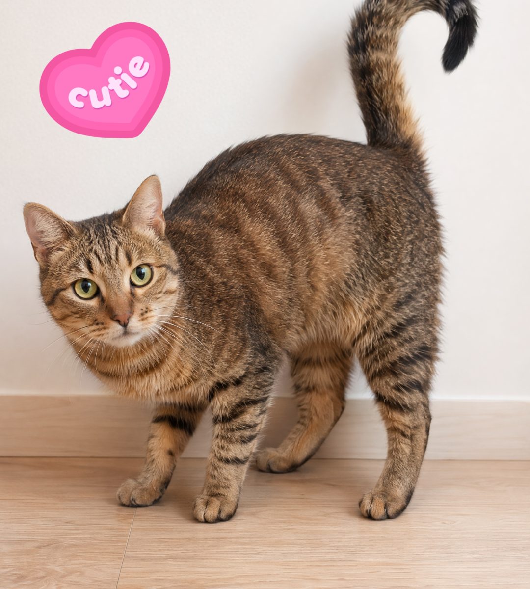 Adoptie motan tigrat castrat Suschi
