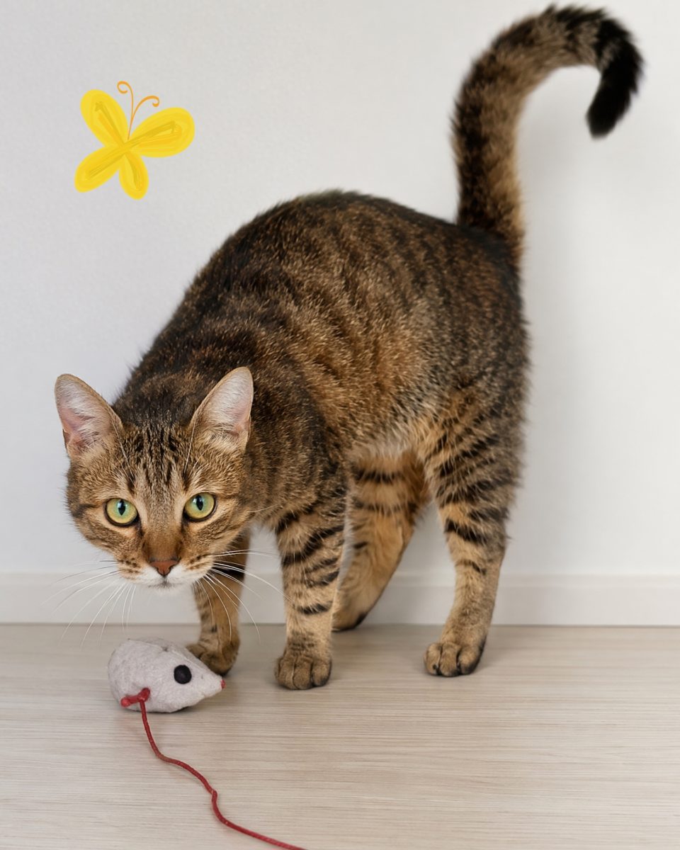 Adoptie motan tigrat Suschi