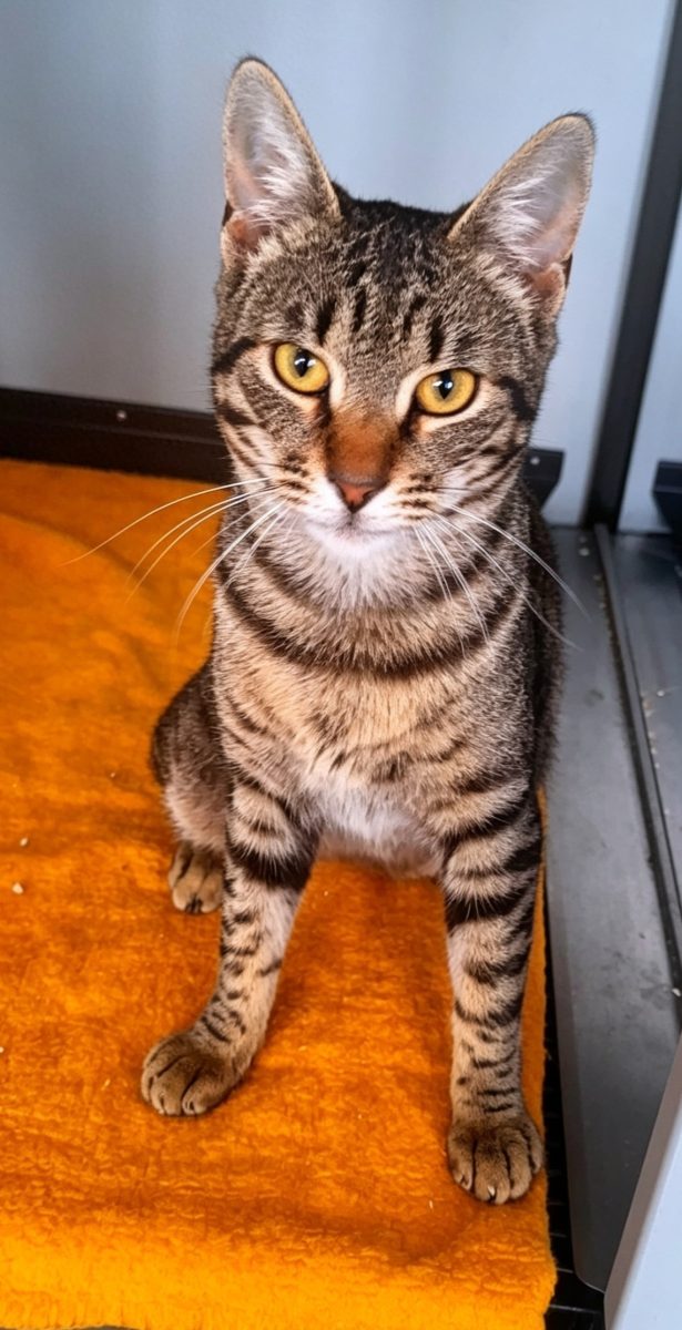 Adoptie motan tigrat Mozart