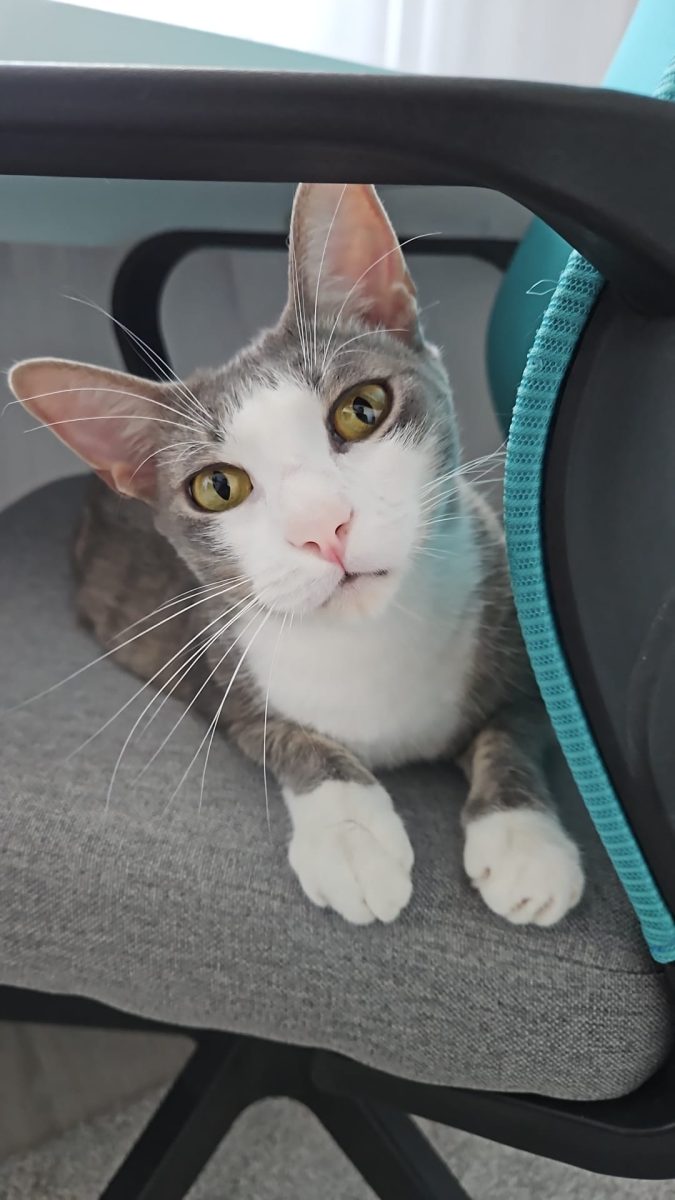 Adoptie 2 pisici sterilizate