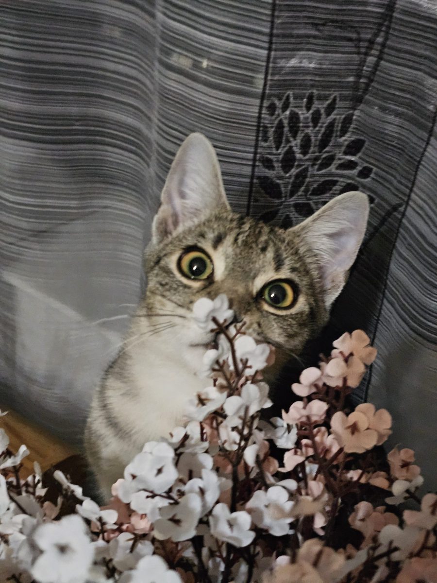 Dusty isi cauta familia perfecta