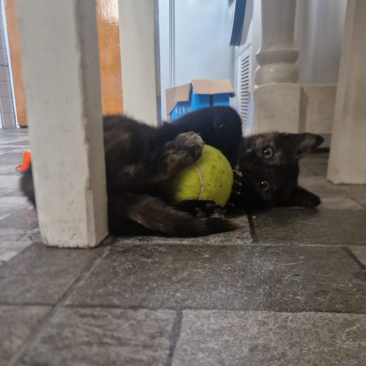 Kiki îşi caută o familie iubitoare