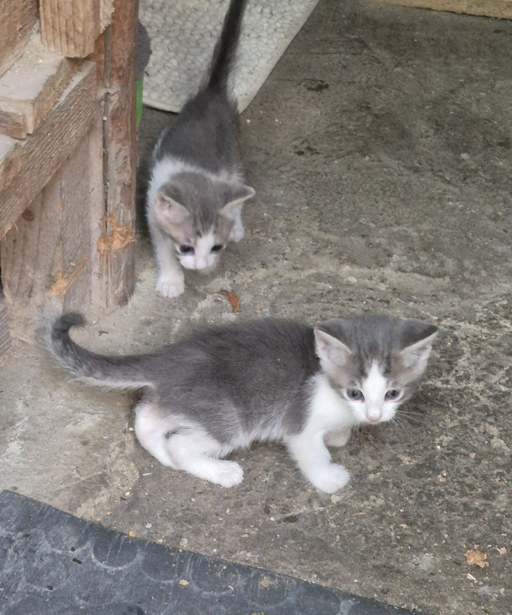 ADOPȚIE PISICI
