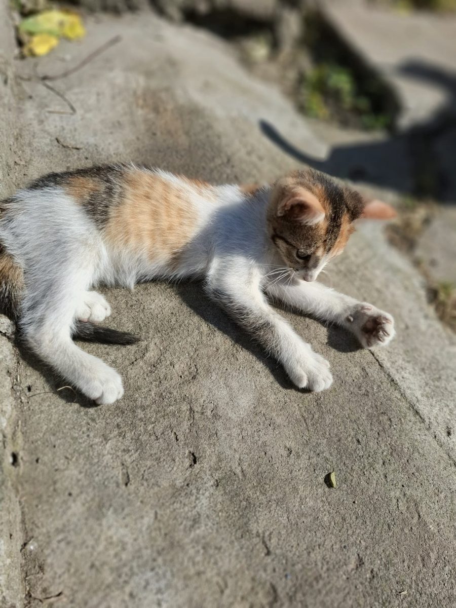 3 pisoi adorabili își caută familii iubitoare