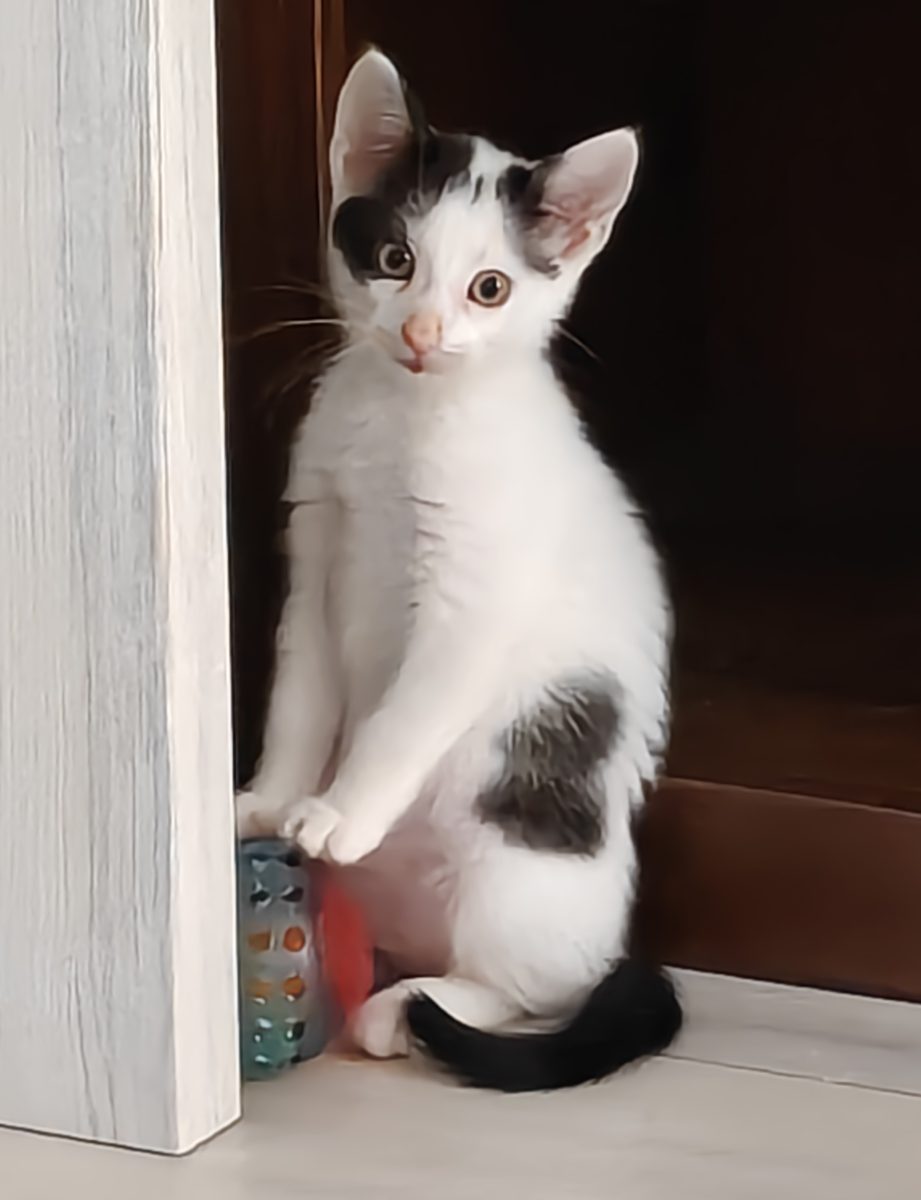 Ghemotoace de iubire pt adopție