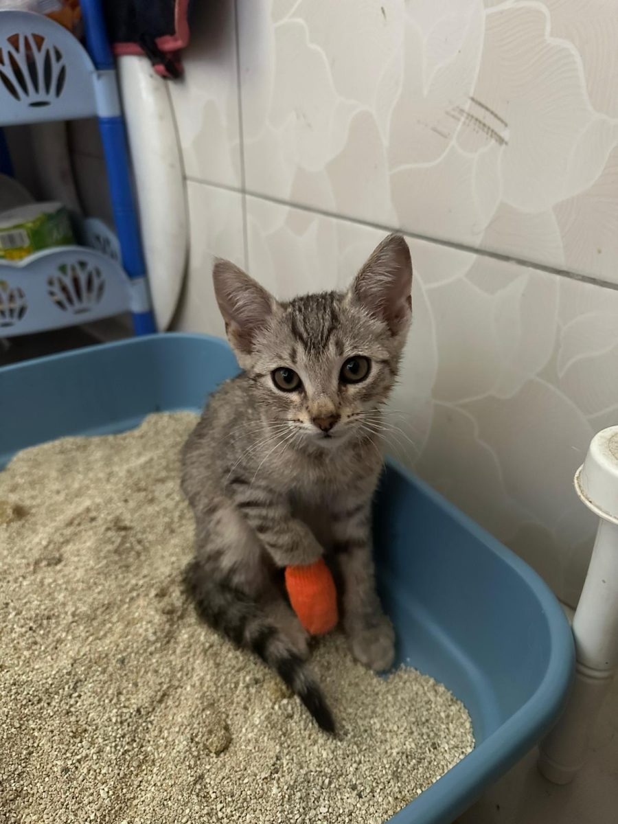 Motanel spre adoptie