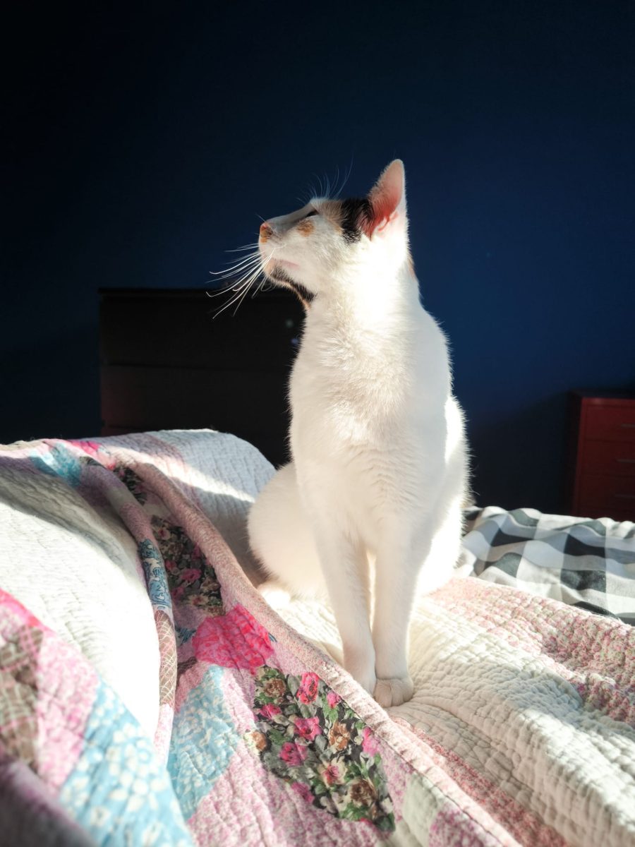 Pisica calico cu mult alb spre adoptie (1-2 ani)