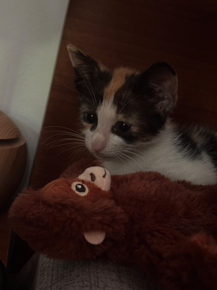 Kitty și își caută o familie iubitoare! 🐾❤️