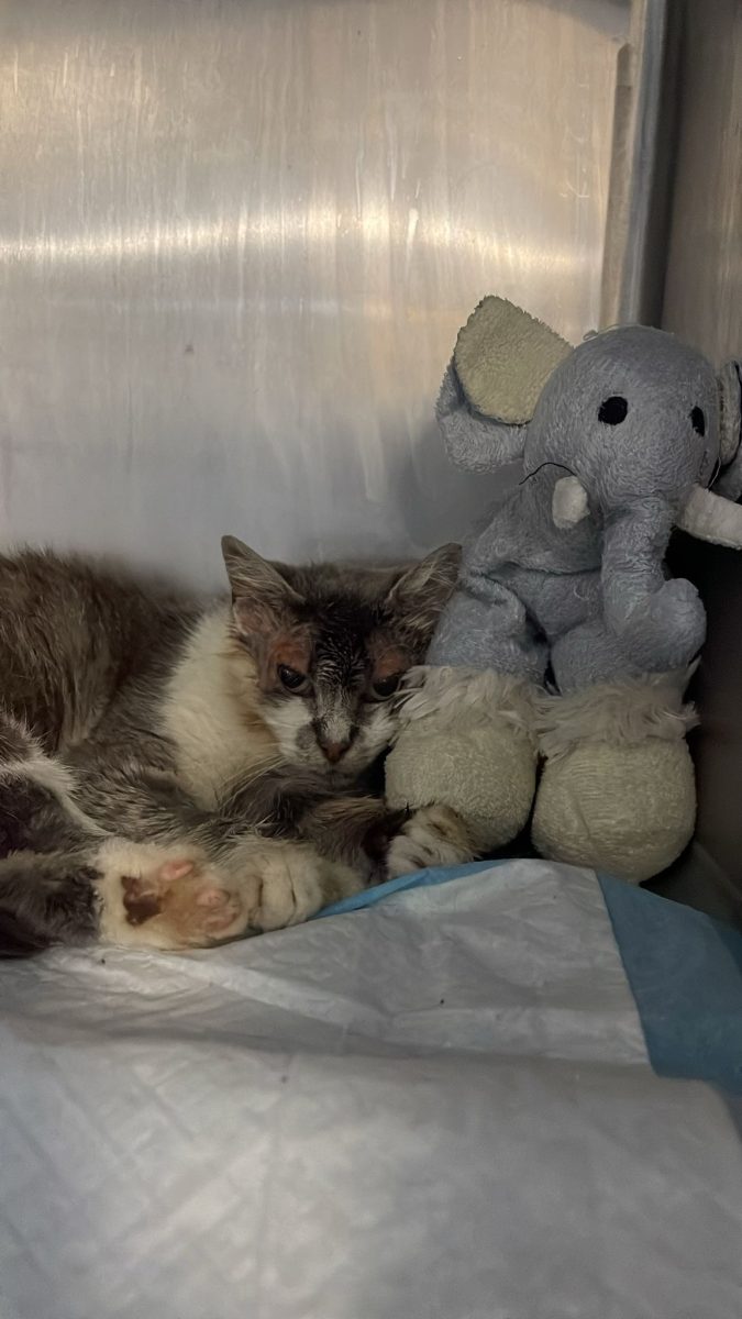 🐾 O inimioară mică, plină de curaj, își caută acum casa pentru totdeauna 🐾