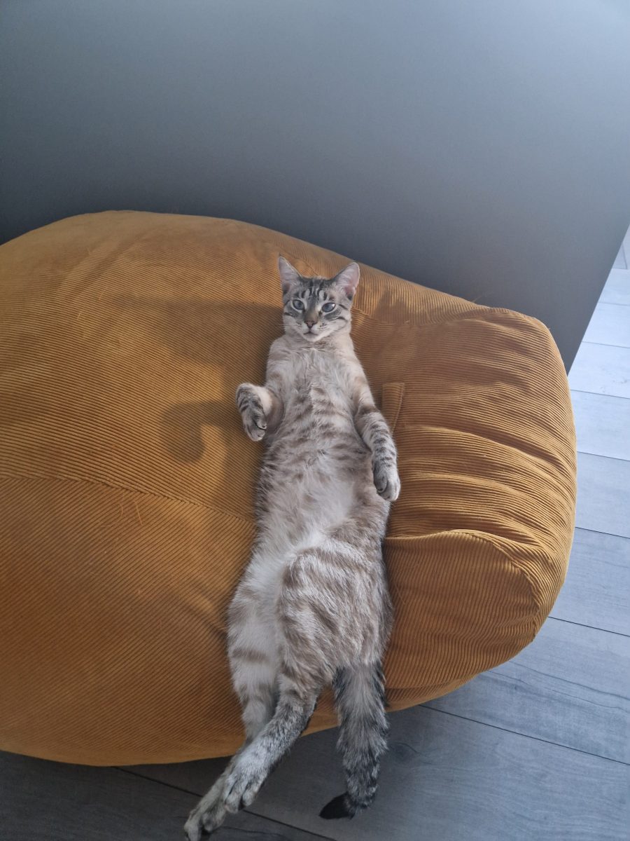 Donez motan in varsta de 4 ani