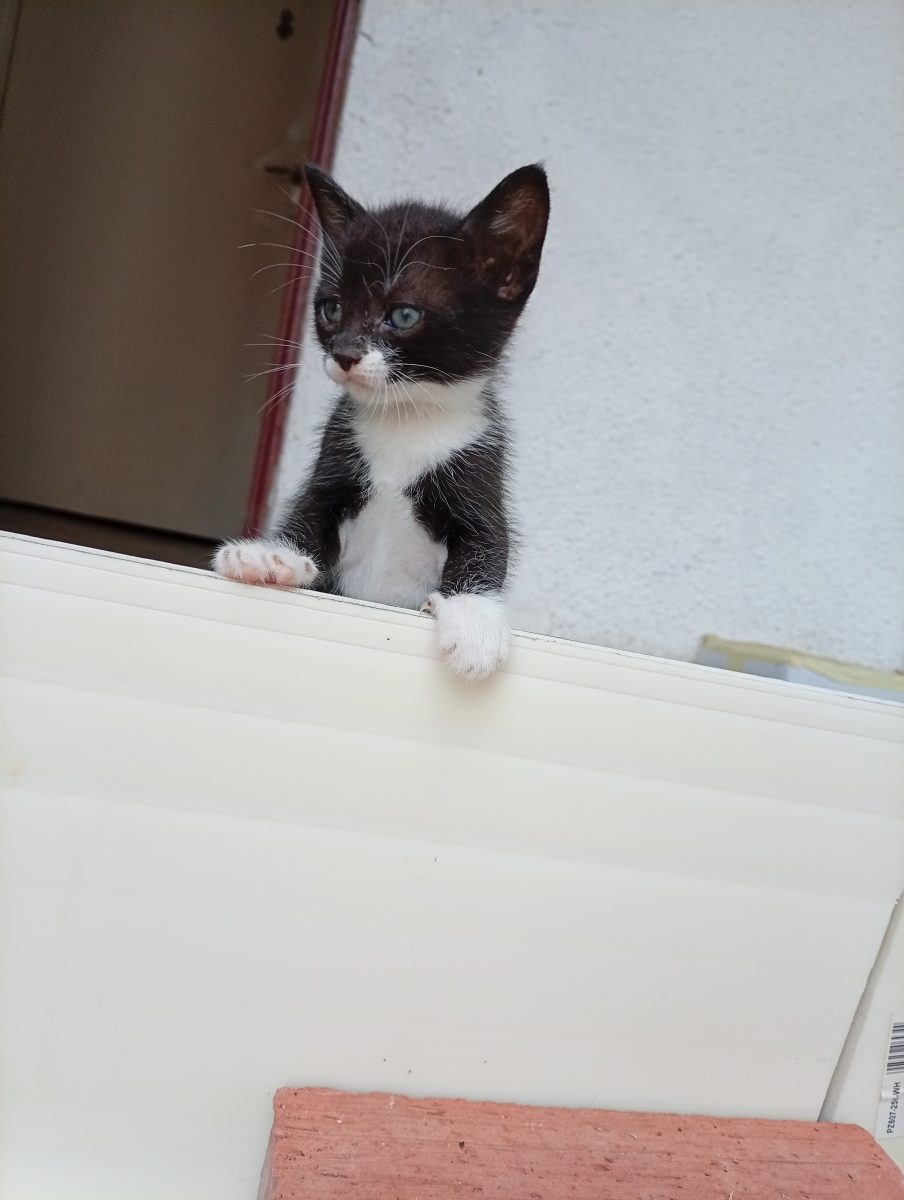 Pentru adoptie