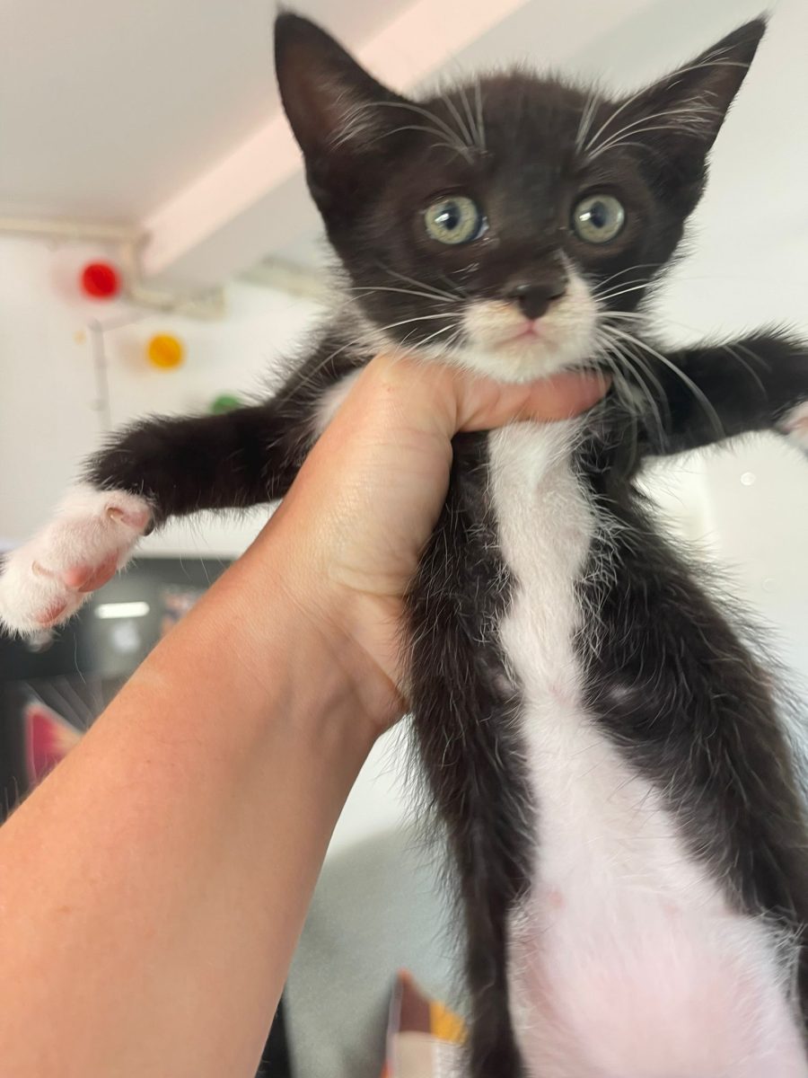 Adoptie