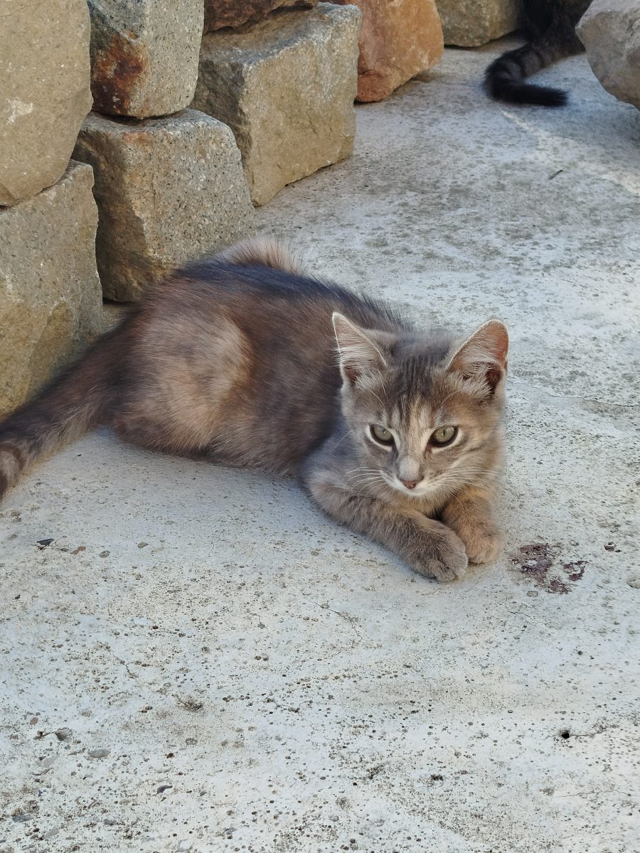 Adoptii pisicute