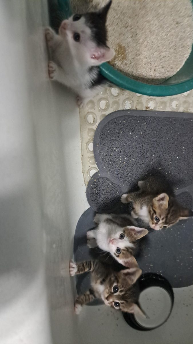 4 pisoiași orfani, care se descurca deja sa mănânce singuri, cauta pe cineva sa-i iubească!!!