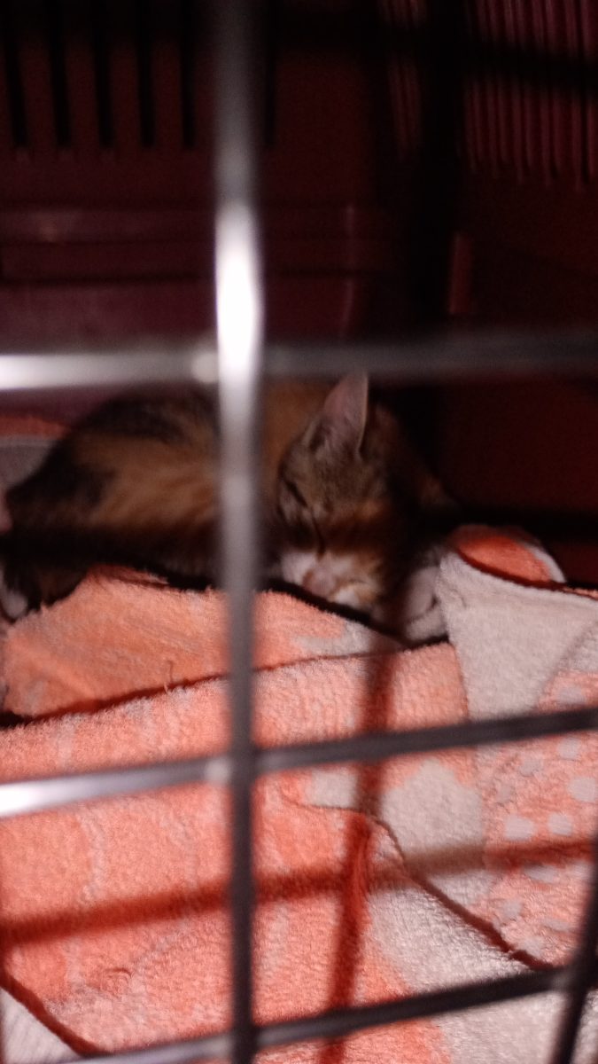 Donez un pui de pisica