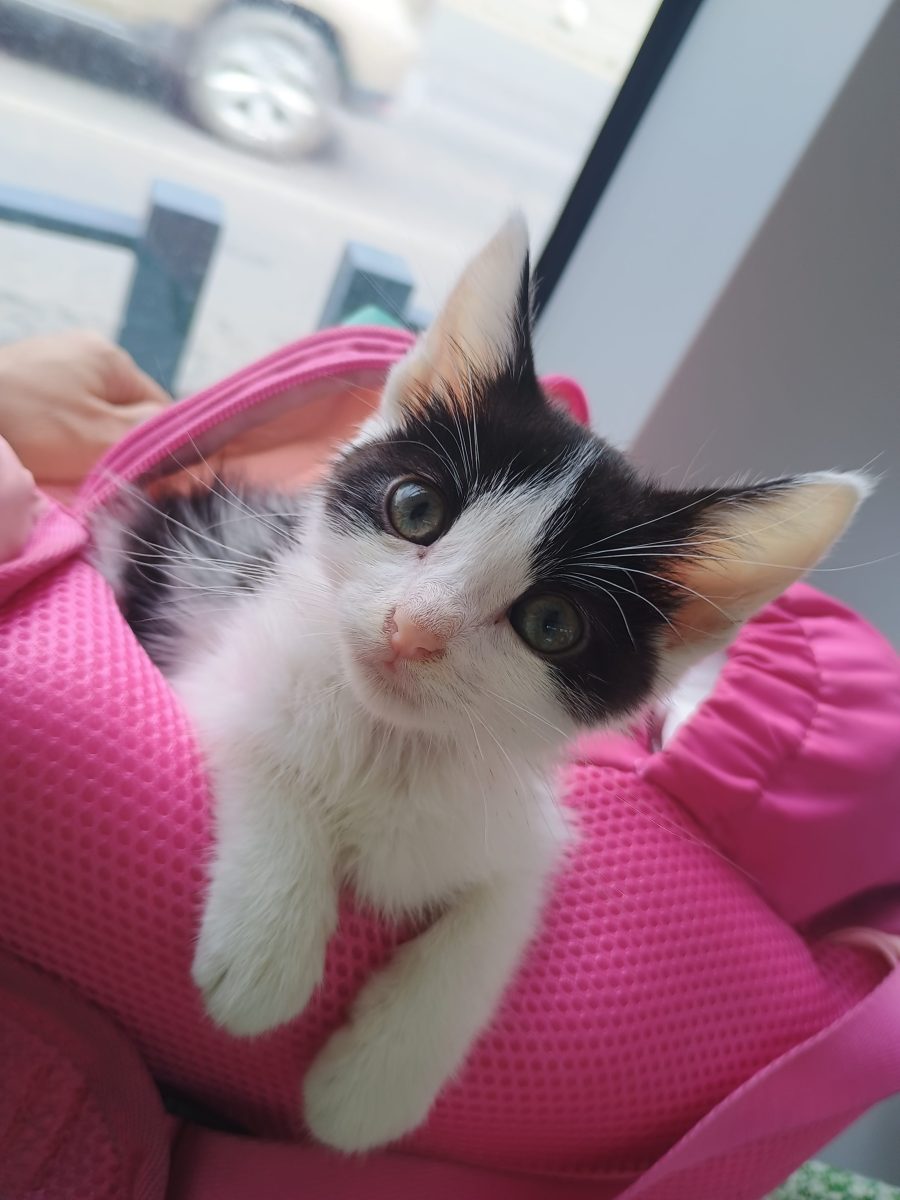 ofer spre adoptie gratuita motanel baiat pisoi