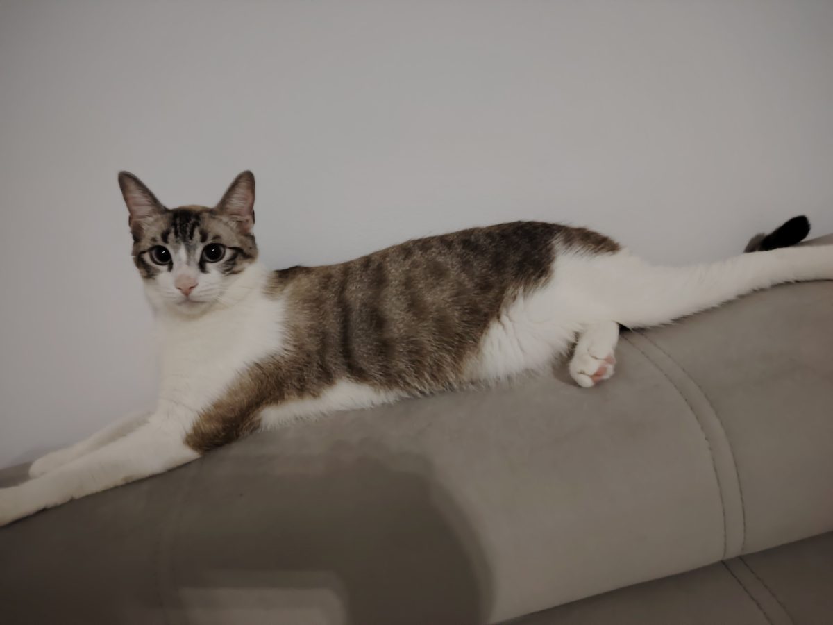 Dau spre adopție un pisoi de 2 ani