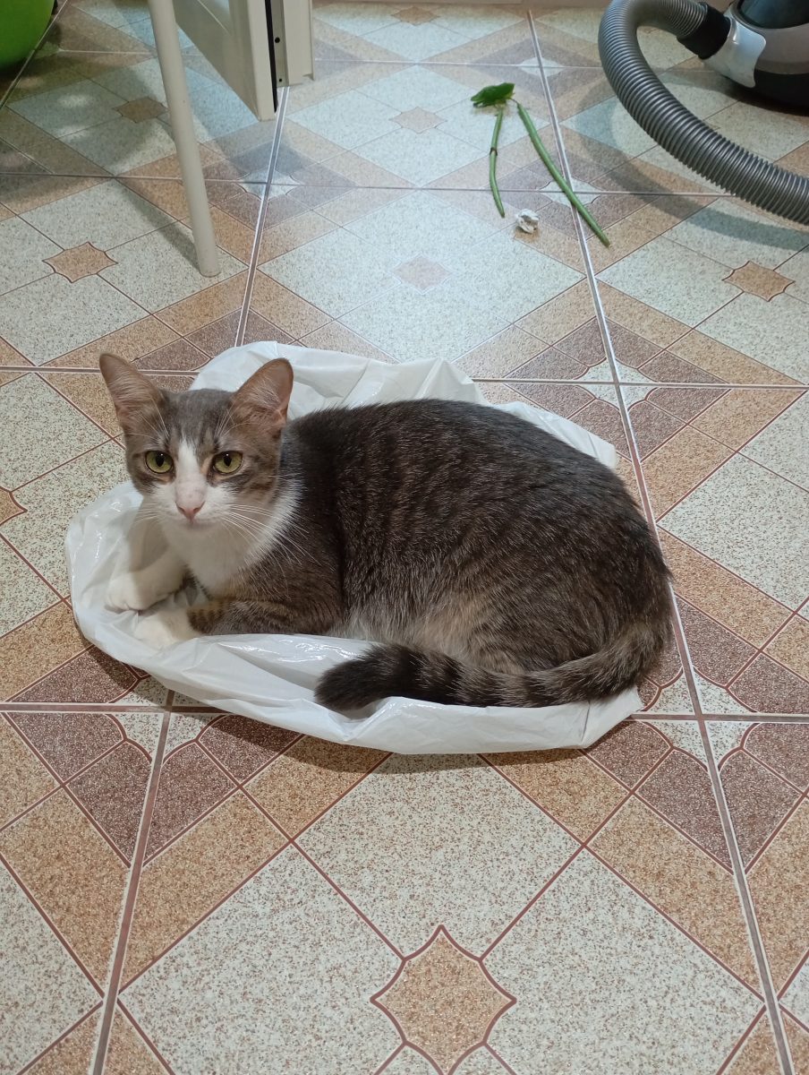 Adopție motan, are 3 ani, cuminte, iubitor, și o fetiță de 1 an, prieteni buni, dar se pot adopta și separat