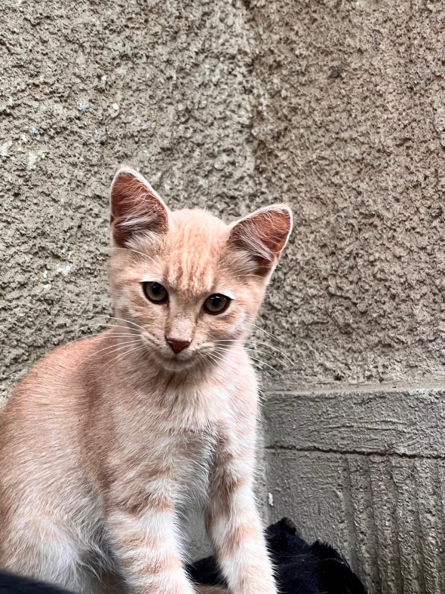 Micul blond