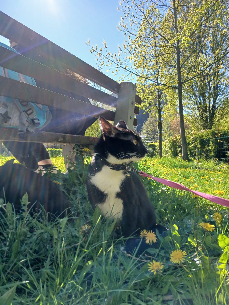Ofer doua pisici spre adoptie