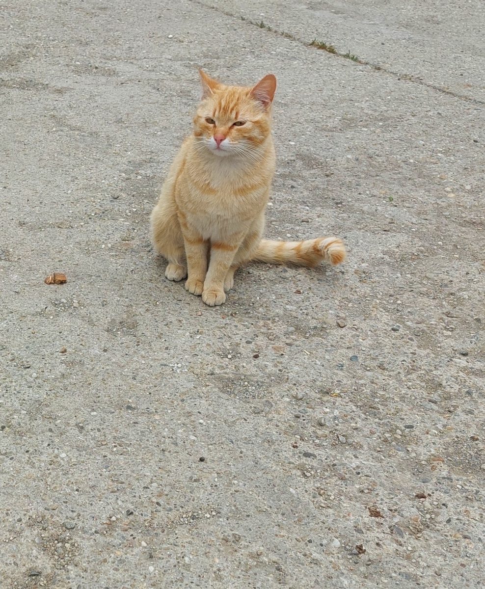Mandarina cauta familie pentru totdeauna