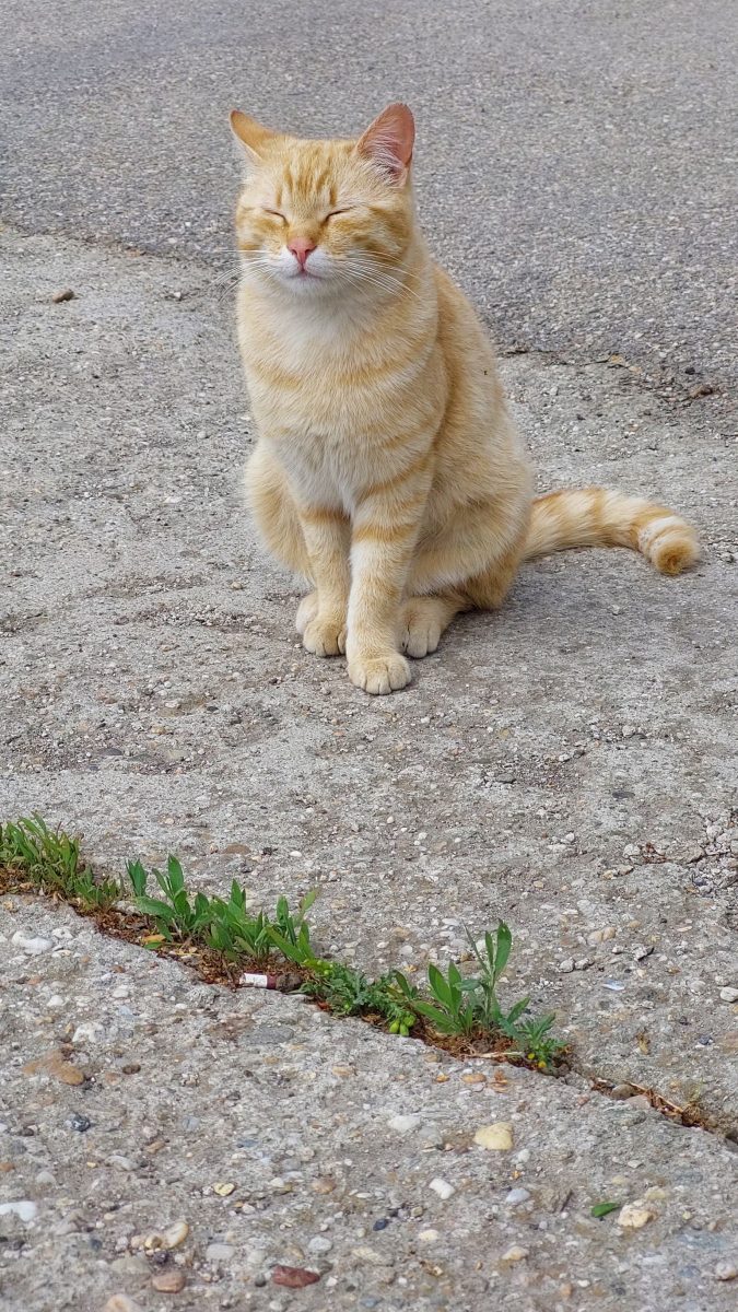 Mandarina cauta familie pentru totdeauna