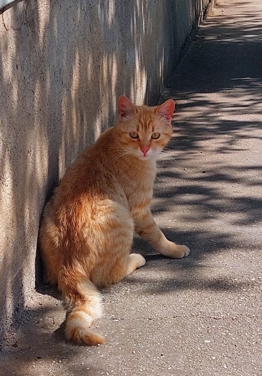 Mandarina cauta familie pentru totdeauna