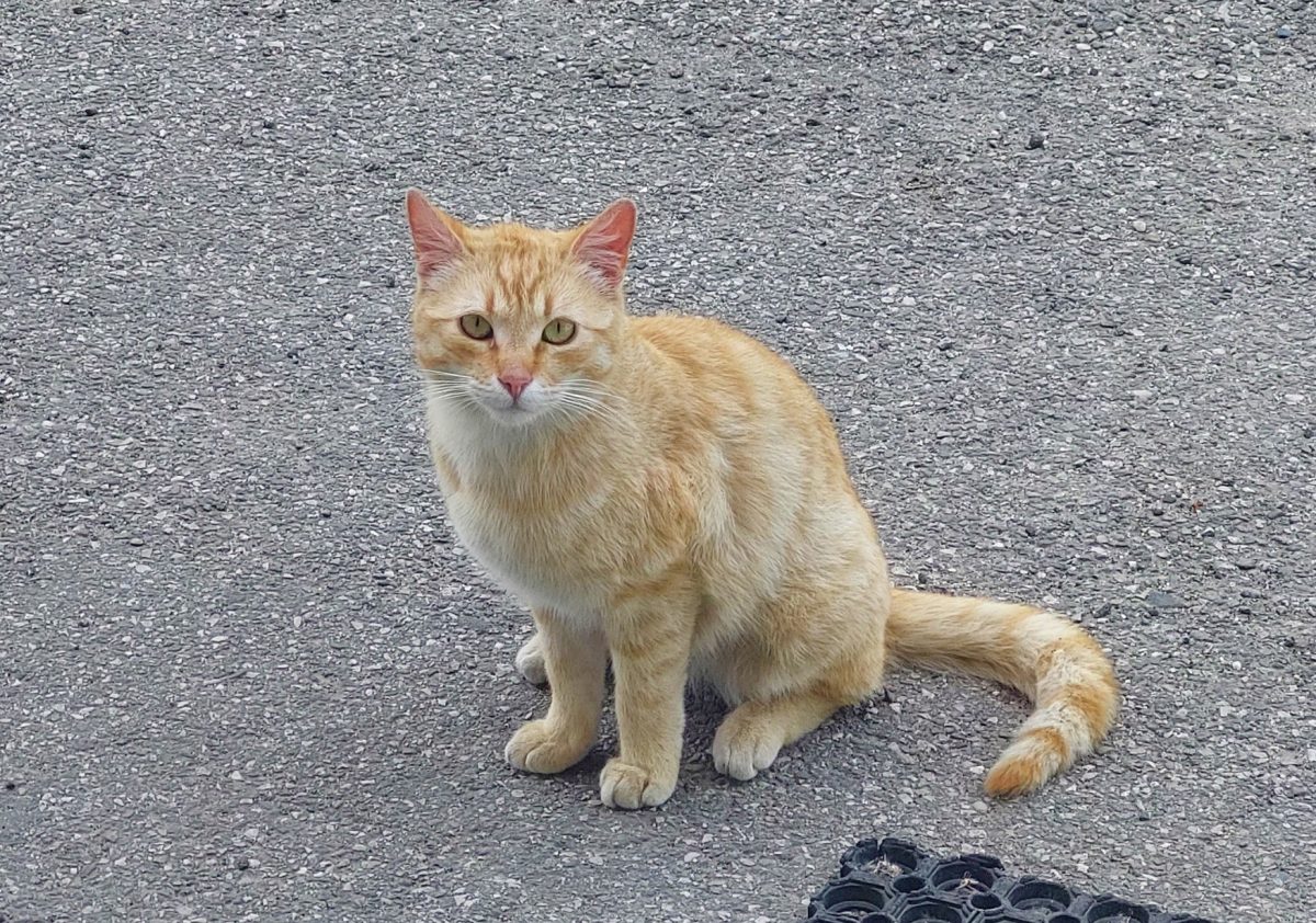 Mandarina cauta familie pentru totdeauna