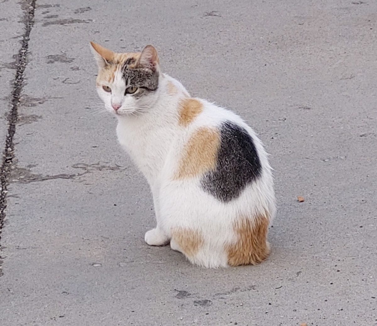 Mia cauta familie pentru totdeauna