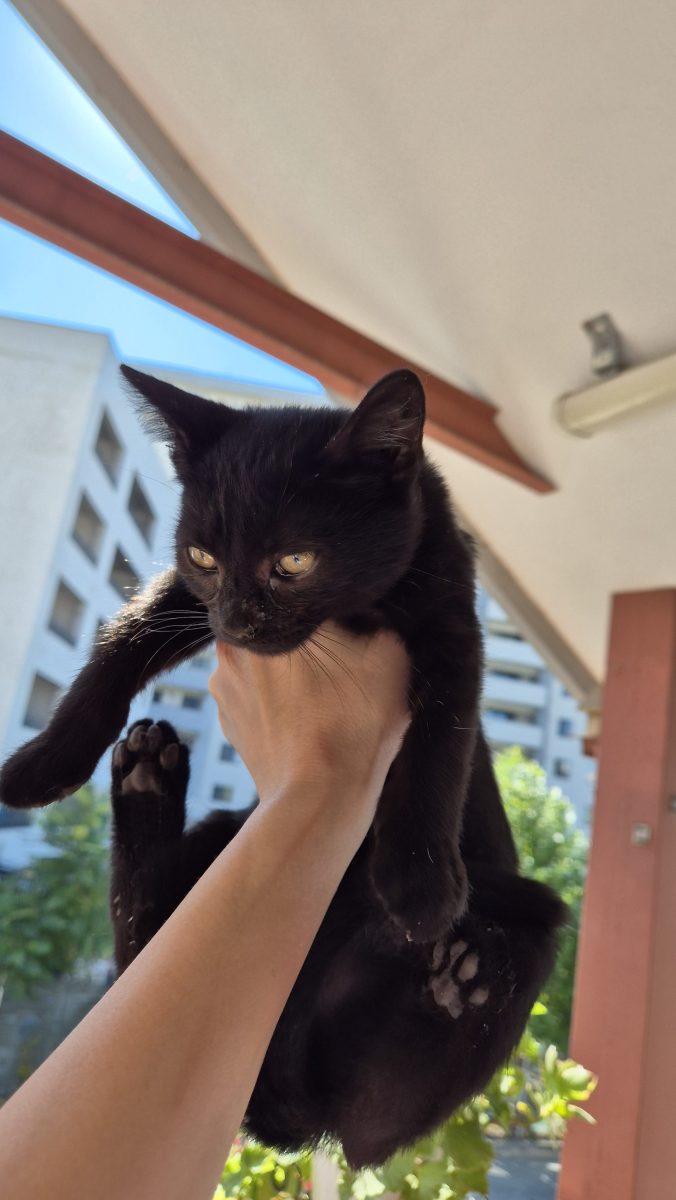 Pui de pisica
